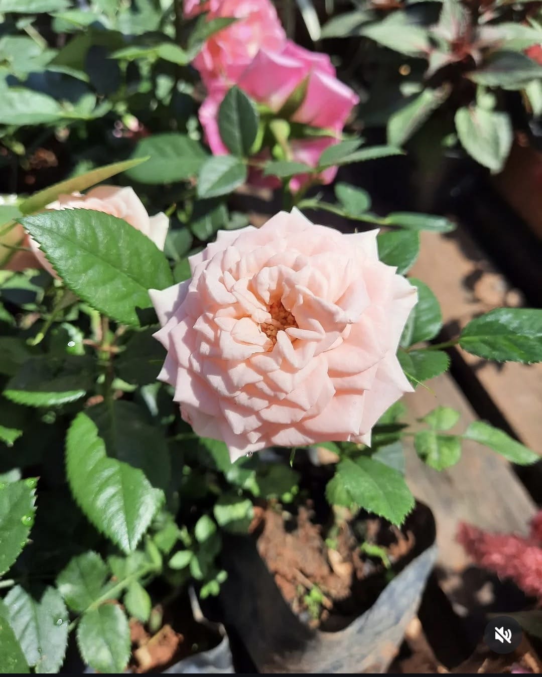 rosa colombiana rosa claro